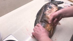 Как снять кожу карпа? Готовим рыбу для фаршировки. Полное видео, смотреть до конца.