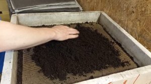 Выманивание ювенила калифорнийского червя!