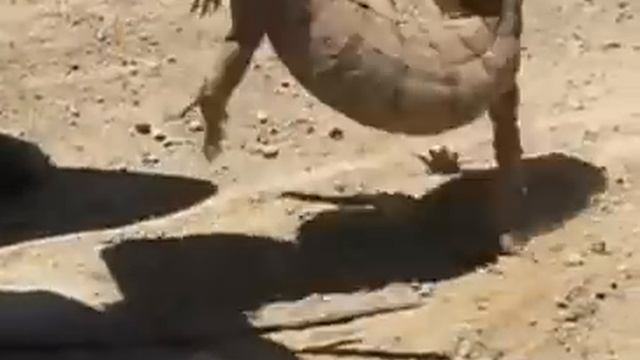 Встреча с вараном или варан на дороге смотреть онлайн