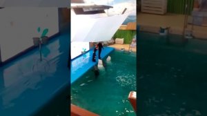 Дельфинарий Ярославль