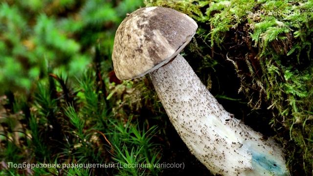Подберезовик разноцветный (Leccinum variicolor) смотреть онлайн
