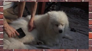 Как самоед переносит жару