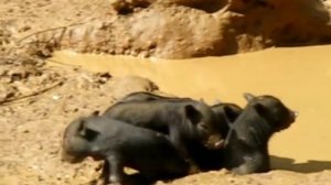 Поход в джунгли Лаоса в 2010 году