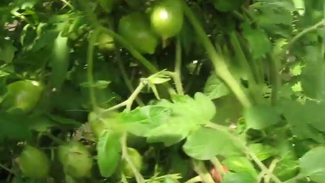 О помидорах "Сказка" смотреть онлайн