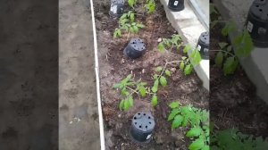 ВЫСАДКА РАССАДЫ ТОМАТОВ В ДОЖДЛИВУЮ ПОГОДУ И ХОЛОДНЫЙ ГРУНТ