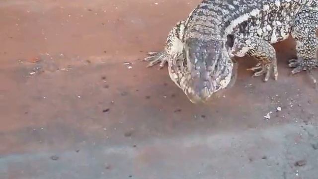 Juancho, the Banana Fork and his Scorpion Tail смотреть онлайн