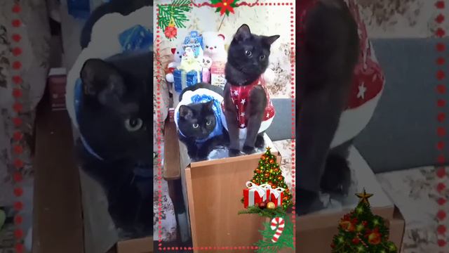 новогодние пожелания 😺😸🎁🎄