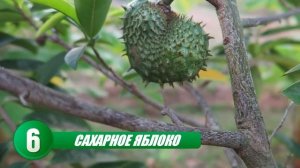 10 необычных экзотических фруктов, которых вы не видели