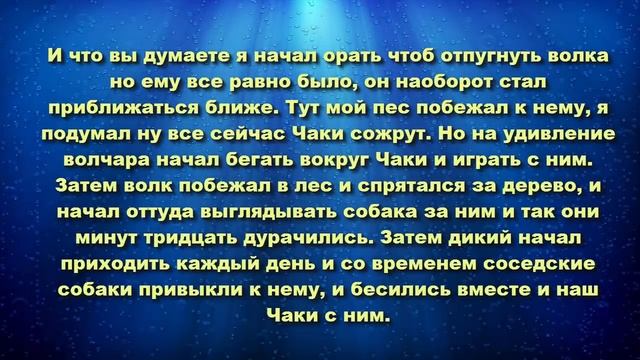 Владелец собаки в страхе смотрел как дикий волк подходил к его щенку Происходящие его сильно удиви смотреть онлайн