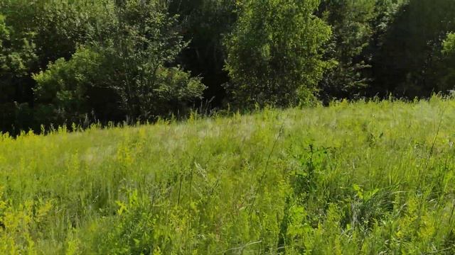 чебор чабер чабрец тимьян ползучий смотреть онлайн