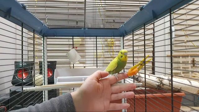как приручить попугая