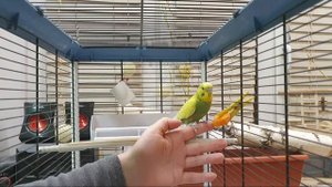 как приручить попугая