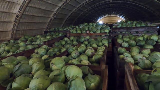 Хранение капусты зимой без холодильника. Storing cabbage in the winter without a refrigerator. смотреть онлайн