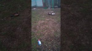 Утки скоро занесутся. Как определить что утка будет нестись. Как узнать что селезень топчет уток.