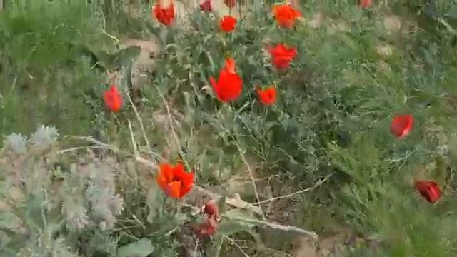 Цветение тюльпанов Грейга в Семиречье смотреть онлайн