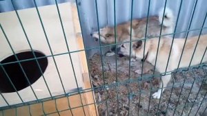 Притравка щенков лаек по барсуку. 7 мес.