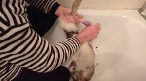 Как снять шкуру с зайца