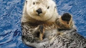 Калан — Kalan