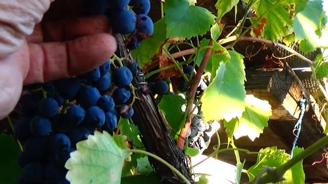 Виноград для вина и сока: "Мускат белый зимующий", "Николай",Черный доктор". смотреть онлайн