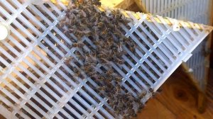 Изолятор Хмара  2018