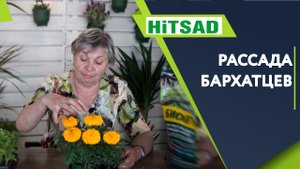 Бархатцы Защитят Ваш Сад От Вредителей  Уход За Бархатцами