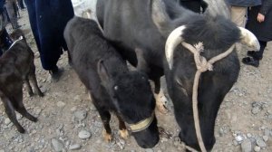 ENA BOLA SIGIR NARXI YANGI QO'RG'ON PAYSHAMBI BOZORI 18 02 2021