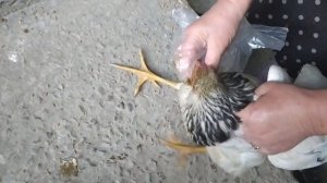 как лечить курей если у них пузырьки в глазах и панос