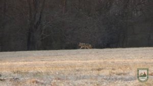 Coyote Hunting 101 - Tips, Tactics, and a Double Down Coyote Hunt