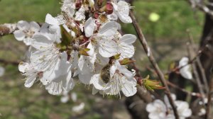 Весенний жук на цветущем дереве