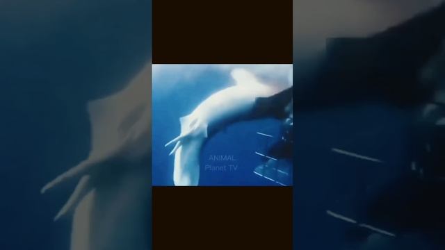 Бешенное нападение  Большой Белой Акулы на Дайверов. Great White Shark Attack on Divers.