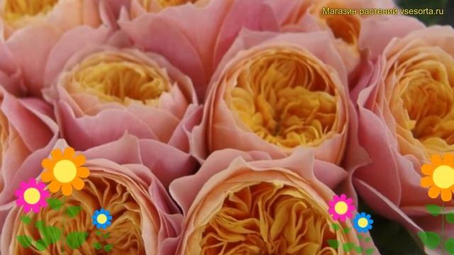 Роза чайно-гибридная Вувузела. Краткий обзор, описание характеристик rosa Vuvuzela