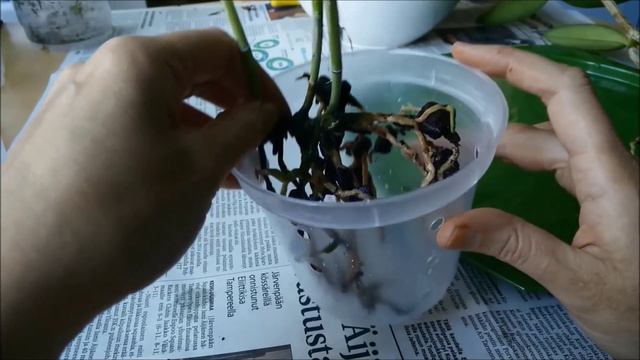 Dividing and repotting cattleya forbesii + the results 2 months later смотреть онлайн