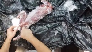 Как снять шкуру с зайца и как разделать зайца в домашних условиях