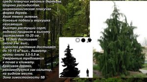 'Pendula' - "Пендула". Кипарисовик нутканский. Chamaecyparis nootkatensis. Nutkan cypress.