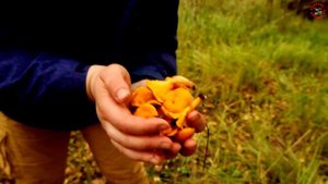 День рождения форума Грибов Средней Полосы (ГСП), www.grib.tv