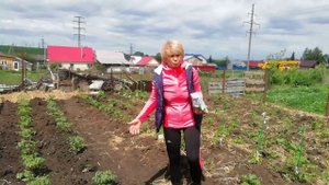 Мульчирование сидератами. Горчица первая помощница!