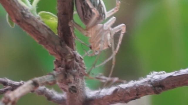 Striped lynx spider | scientific name: Oxyopes salticus смотреть онлайн