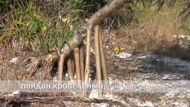 пандан кровельный смотреть онлайн