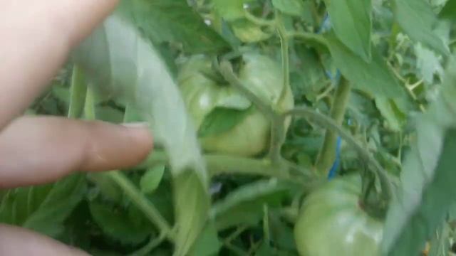 Томаты открытого грунта. Июль в Воронеже. смотреть онлайн