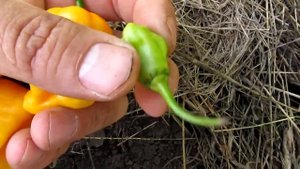 Habanero Gambia Orange - Хабанеро Гамбия Оранжевый