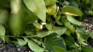 Формирующая обрезка грейпфрута Star Ruby, жалко, но надо...