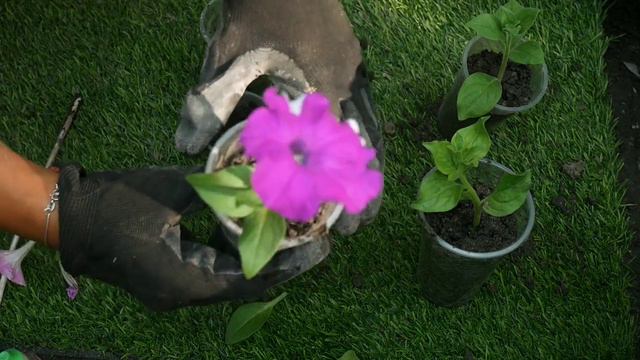 Paano Magtanim ng Petunia Cuttings смотреть онлайн