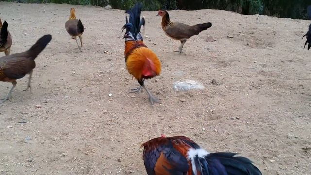 Feeding time. American game fowl смотреть онлайн