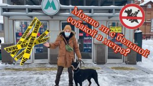 С большой собакой в метро?