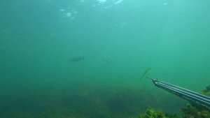 Подводная охота на кефаль в Черном море с "заманухой" Одесса.