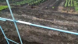 Посадка Огурчиков "ПУЧКОВАЯ СЕМЕЙКА" в Открытый Грунт. (возле 0поры). 28 мая 2021г.