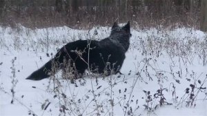Belgian shepherd (Groenendael). Бельгийская овчарка (грюнендаль)