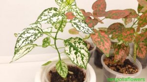 Гипоэстес Конфетти 260322