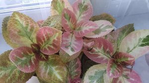 Акварельные эписции