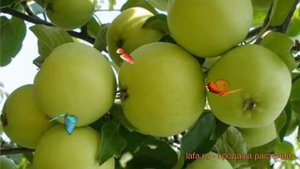 Яблоня карликовая Кроха (malus kroha) ? яблоня Кроха обзор: как сажать саженцы яблони Кроха